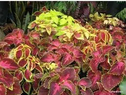 arco iris flor sortido coleus 20 sementes 2 5 e1496429870747