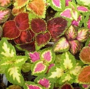 arco iris flor sortido coleus 20 sementes 2 6 e1496429838641