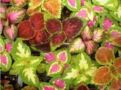 arco iris flor sortido coleus 20 sementes 2 6 e1496429838641