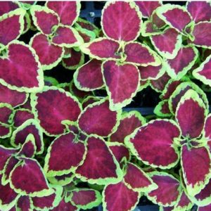 arco iris flor sortido coleus 20 sementes 2 e1496429971459