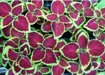 arco iris flor sortido coleus 20 sementes 2 e1496429971459