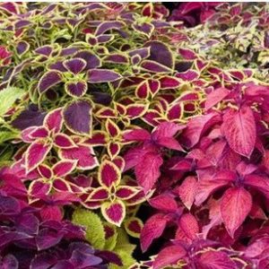 arco iris flor sortido coleus 20 sementes 4988 e1496429990542