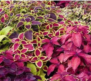 arco iris flor sortido coleus 20 sementes 4988 e1496429990542