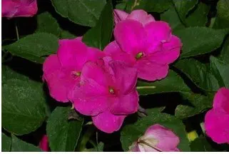 beijo de frade deep rose 15 sementes 2 5 e1496764931674
