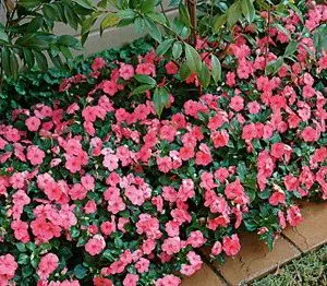 beijo de frade deep rose 15 sementes 2 8 e1496764870705