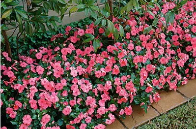 beijo de frade deep rose 15 sementes 2 8 e1496764870705