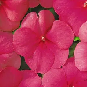 beijo de frade deep rose 15 sementes 2 e1496765032669