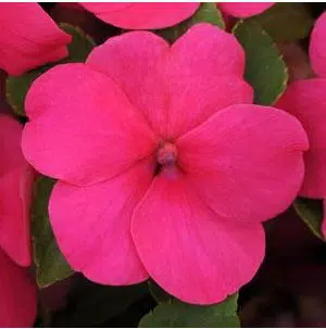 Beijo de Frade Deep Rose: 15 Sementes