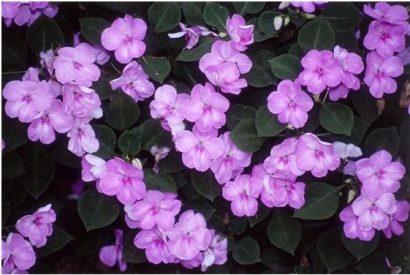 beijo de frade lilac carnival 15 sementes 2 4 e1496764444988
