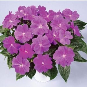 beijo de frade lilac carnival 15 sementes 2 5 e1496764424173