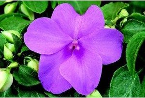beijo de frade lilac carnival 15 sementes 2 7 e1496764389268