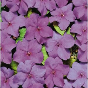 beijo de frade lilac carnival 15 sementes 2 8 e1496764372674