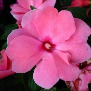 beijo de frade pink carnival 15 sementes 2 5 e1496764762930