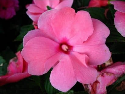 beijo de frade pink carnival 15 sementes 2 5 e1496764762930