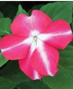 Beijo de Frade Rose Star: 15 Sementes