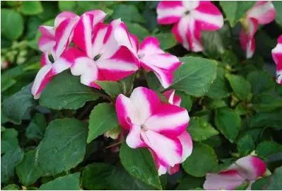 beijo de frade rose star 15 sementes 2 2 e1496764686301