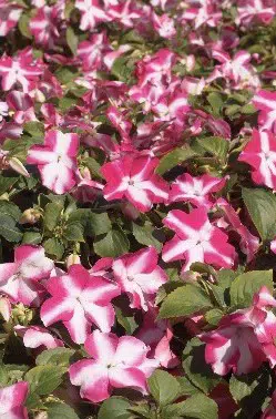 beijo de frade rose star 15 sementes 2 4 e1496764726148