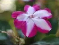 beijo de frade rose star 15 sementes 2 5 e1496764637230