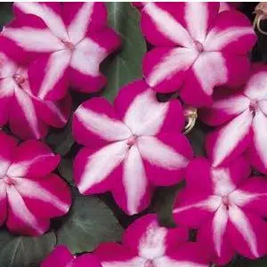 beijo de frade rose star 15 sementes 2 6 e1496764611249
