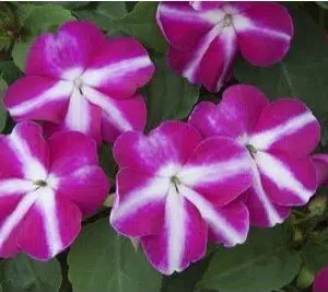 beijo de frade rose star 15 sementes 2 8 e1496764573879