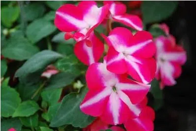 beijo de frade rose star 15 sementes 2 e1496764670624