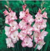 bulbos de gladiolo my love branco e rosa 2 5 e1496688374538