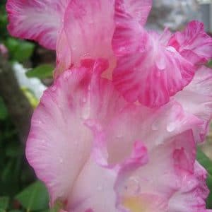 bulbos de gladiolo my love branco e rosa 2 6 e1496688356938