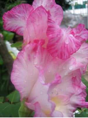 Bulbos de Gladiolo My Love (Branco e Rosa)