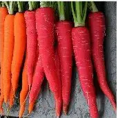 cenoura red 20 sementes 2 10 e1496690961770