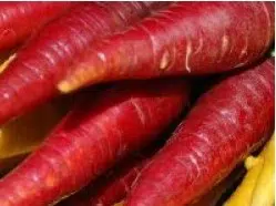 cenoura red 20 sementes 2 5 e1496691094219