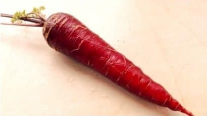 Cenoura Red: 20 Sementes