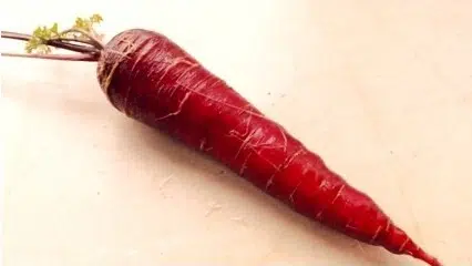 cenoura red 20 sementes 2 8 e1496691022295