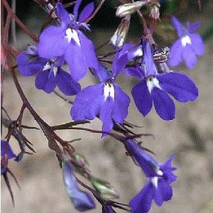 comprar sementes de flores lobelia azul 20 sementes 2 10 e1496690118446