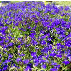 comprar sementes de flores lobelia azul 20 sementes 2 2 e1496689862499