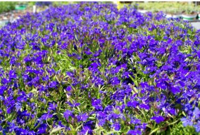 comprar sementes de flores lobelia azul 20 sementes 2 2 e1496689862499