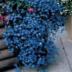 Comprar sementes de flores Lobélia Azul: 20 Sementes