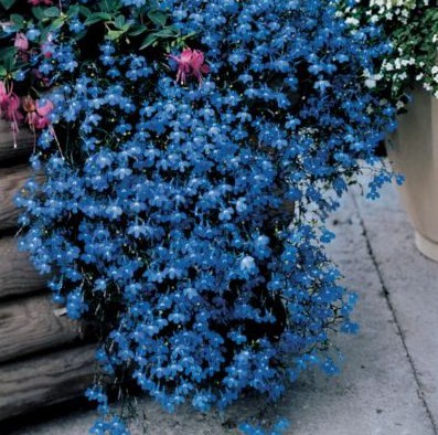 comprar sementes de flores lobelia azul 20 sementes 2 3 e1496689943817