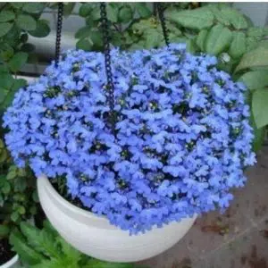 comprar sementes de flores lobelia azul 20 sementes 2 4 e1496689910482