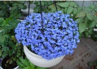 comprar sementes de flores lobelia azul 20 sementes 2 4 e1496689910482