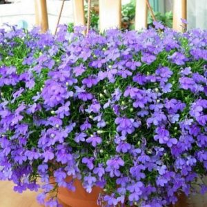 comprar sementes de flores lobelia azul 20 sementes 2 5 e1496689985490