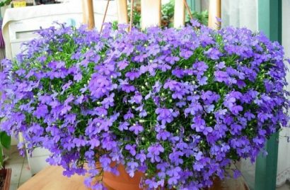 comprar sementes de flores lobelia azul 20 sementes 2 5 e1496689985490