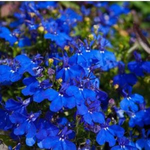 comprar sementes de flores lobelia azul 20 sementes 2 6 e1496690011833