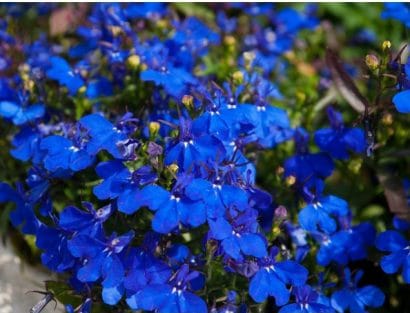 Comprar sementes de flores Lobélia Azul: 20 Sementes