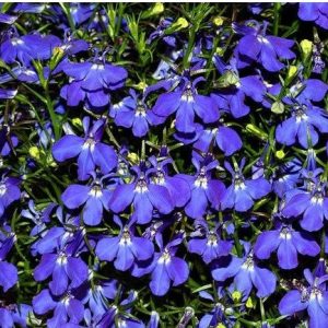 comprar sementes de flores lobelia azul 20 sementes 2 7 e1496690036572