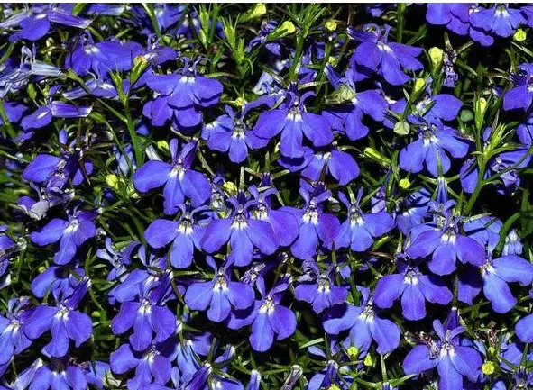 comprar sementes de flores lobelia azul 20 sementes 2 7 e1496690036572