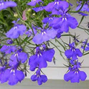 comprar sementes de flores lobelia azul 20 sementes 2 8 e1496690061564