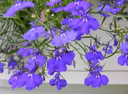 comprar sementes de flores lobelia azul 20 sementes 2 8 e1496690061564