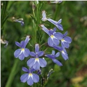 comprar sementes de flores lobelia azul 20 sementes 2 9 e1496690084804