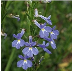 comprar sementes de flores lobelia azul 20 sementes 2 9 e1496690084804
