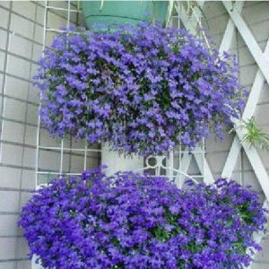 comprar sementes de flores lobelia azul 20 sementes 2 e1496689838428